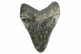 Serrated, Fossil Megalodon Tooth - Polished Tip #164994-1